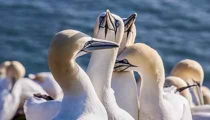 女足亚洲杯：韩国队胜菲律宾队 澳大利亚队胜伊朗队|伊朗足球队|韩国女足|小组|领先|福勒_新浪新闻